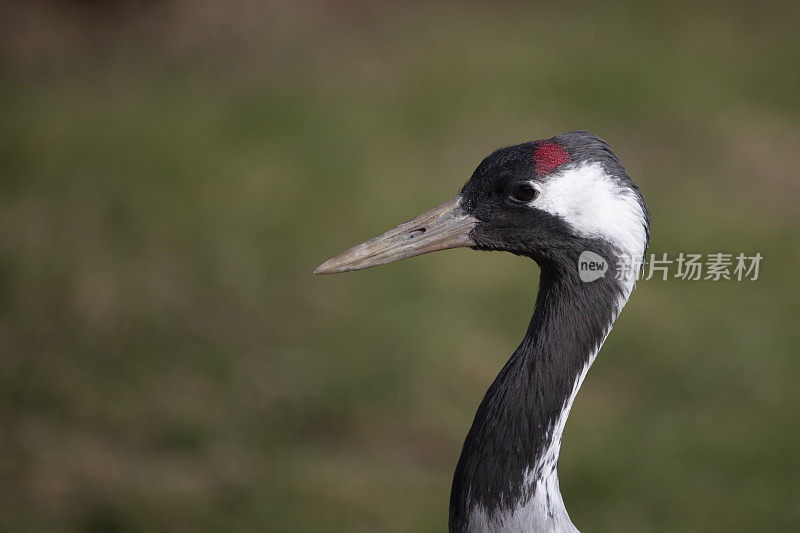 普通鹤(Grus Grus)